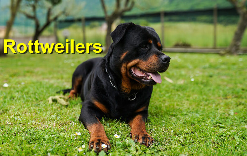 Read more about the article Rottweilers