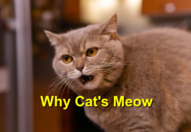 Why Cat’s Meow