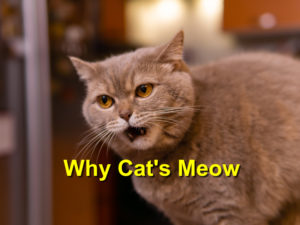 Read more about the article Why Cat’s Meow