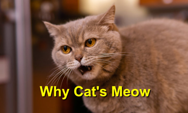 Why Cat’s Meow