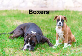 Boxers
