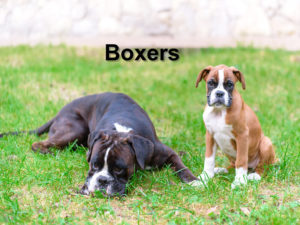 Read more about the article Boxers