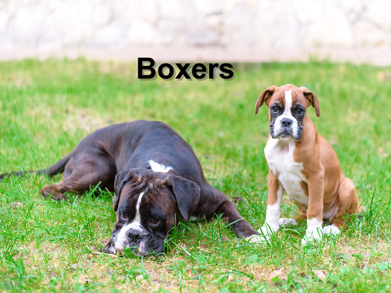 Read more about the article Boxers