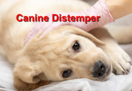 Canine Distemper