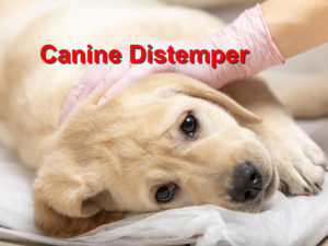 Read more about the article Canine Distemper
