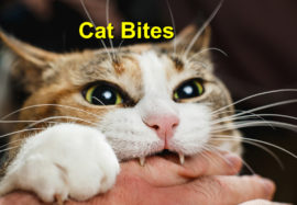 Cat Bites
