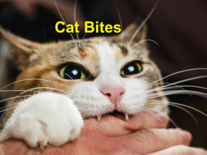 Read more about the article Cat Bites