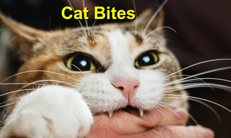 Cat Bites