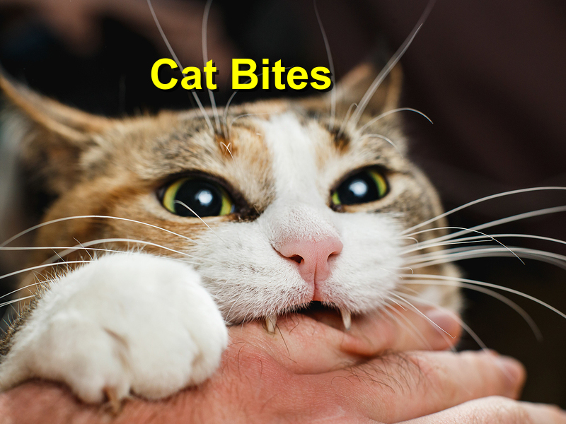 Read more about the article Cat Bites