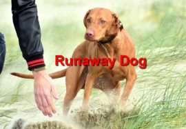 Runaway Dog