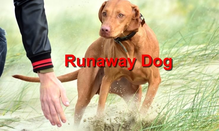 Runaway Dog