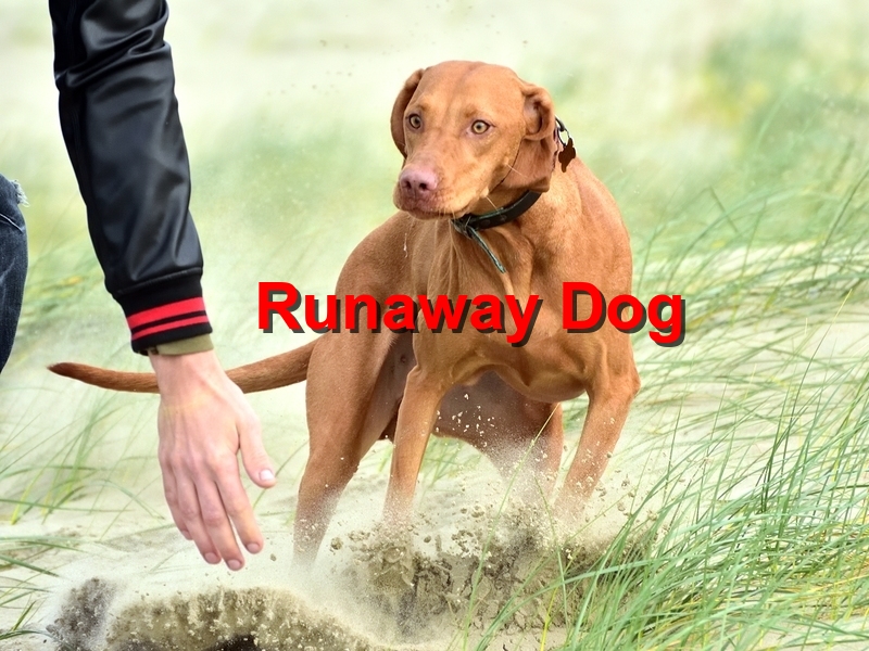 Read more about the article Runaway Dog