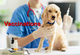 Vaccinations