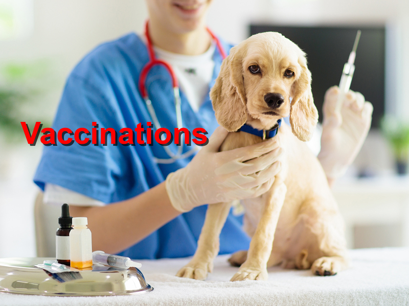 Read more about the article Vaccinations