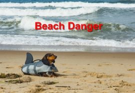 Beach Danger