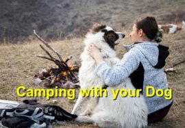 Camping with your Dog