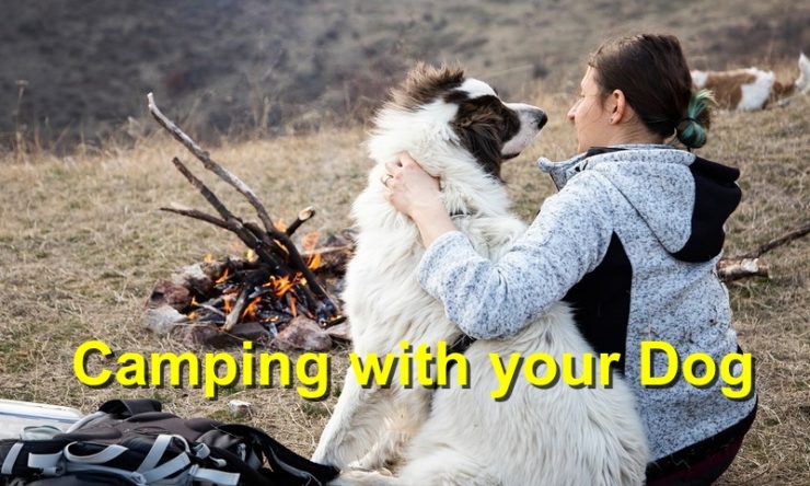 Camping with your Dog