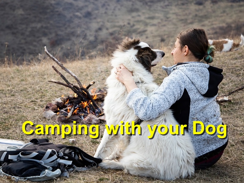 Read more about the article Camping with your Dog