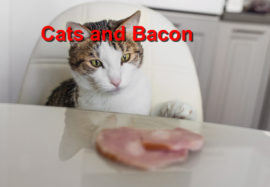 Cats and Bacon