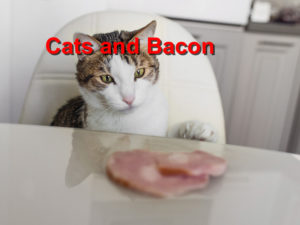 Read more about the article Cats and Bacon