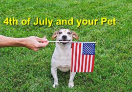 4th of July and your Pet