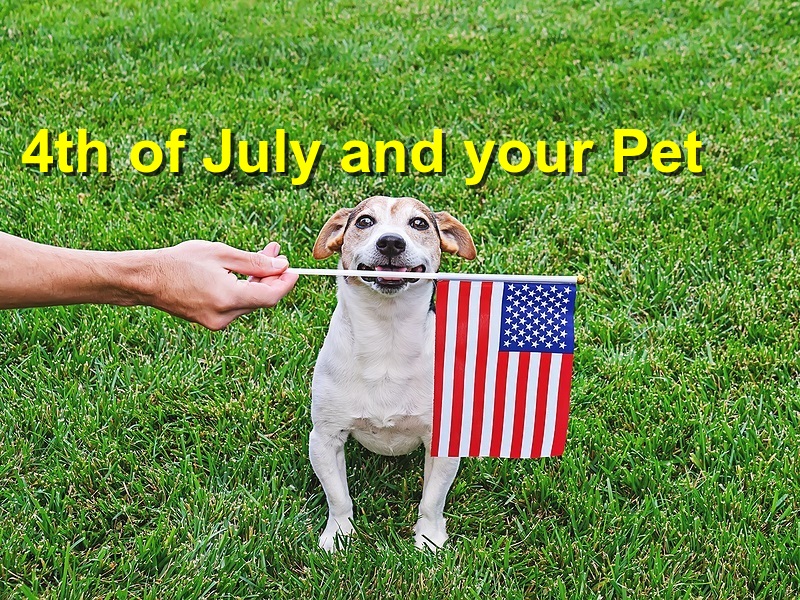 Read more about the article 4th of July and your Pet