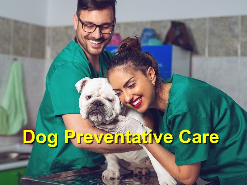 Read more about the article Dog Preventative Care