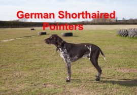 German Shorthaired Pointers