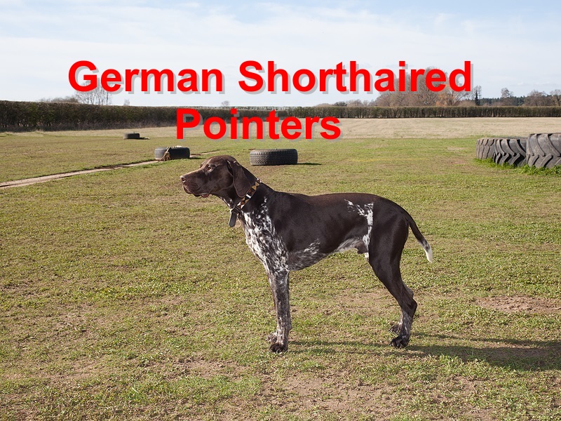 Read more about the article German Shorthaired Pointers