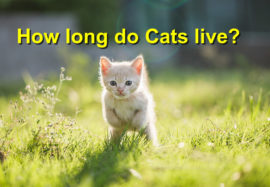How long do Cats live?