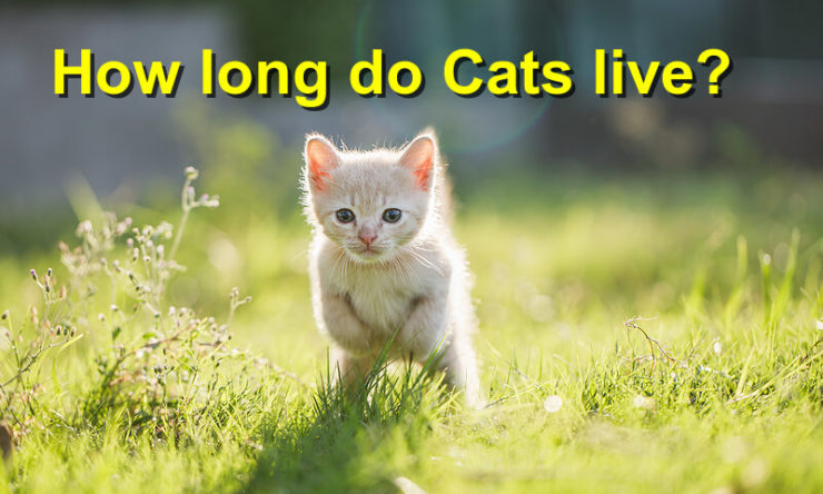 How Long Do Cats Live 740x444 