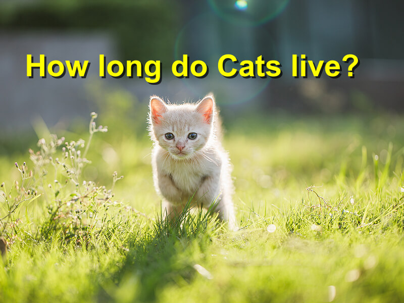 Read more about the article How long do Cats live?