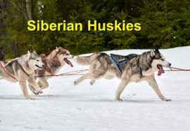 Siberian Huskies