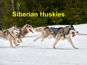 Read more about the article Siberian Huskies