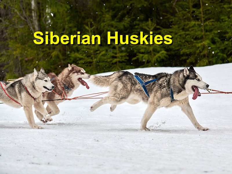 Read more about the article Siberian Huskies