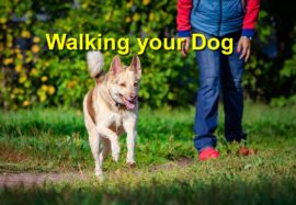 Walking your Dog
