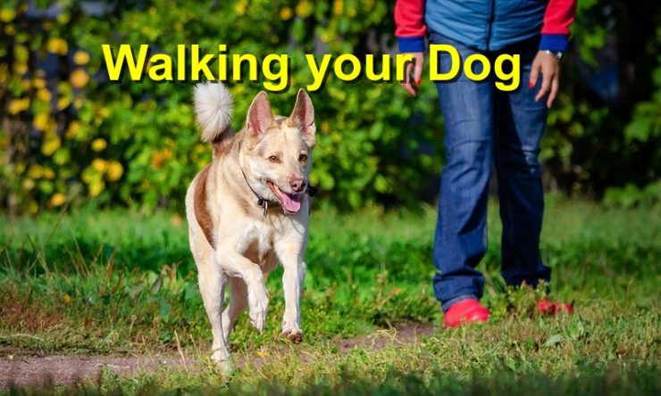 Walking your Dog