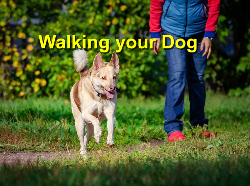 Read more about the article Walking your Dog