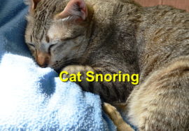 Cat Snoring