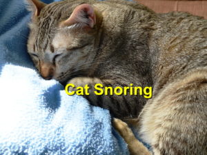 Read more about the article Cat Snoring