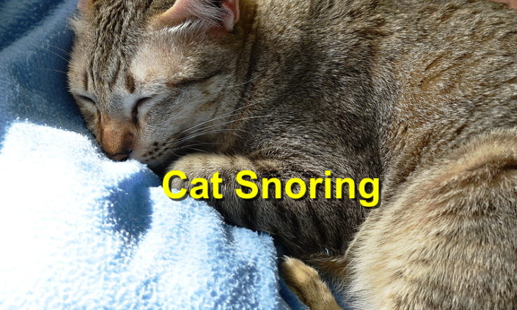 Cat Snoring