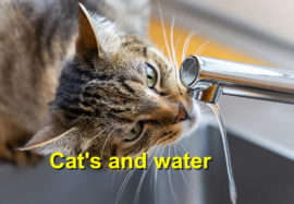 Cat’s and water