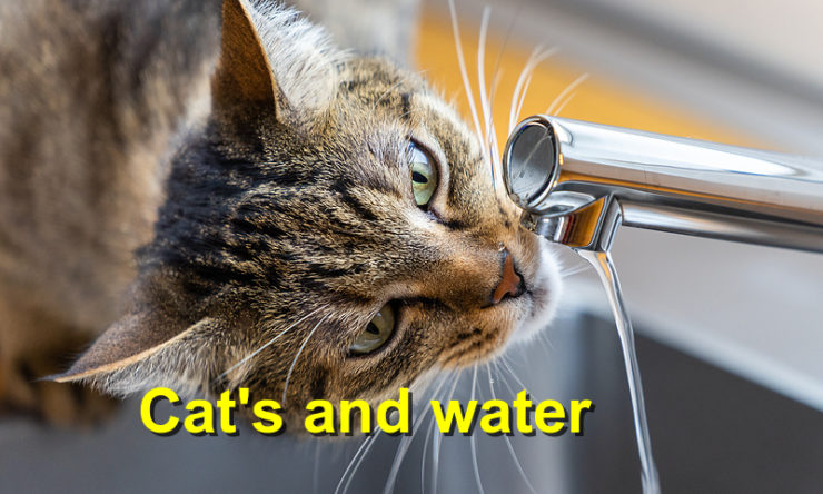 Cat’s and water