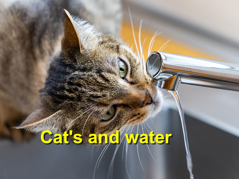 Read more about the article Cat’s and water