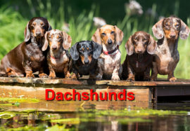 Dachshunds