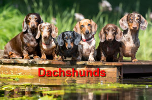 Read more about the article Dachshunds