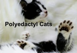 Polyedactyl Cats
