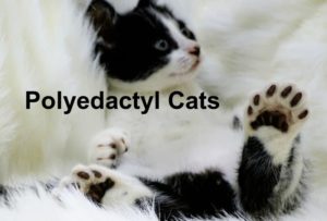 Read more about the article Polyedactyl Cats