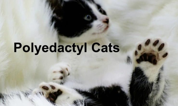 Polyedactyl Cats
