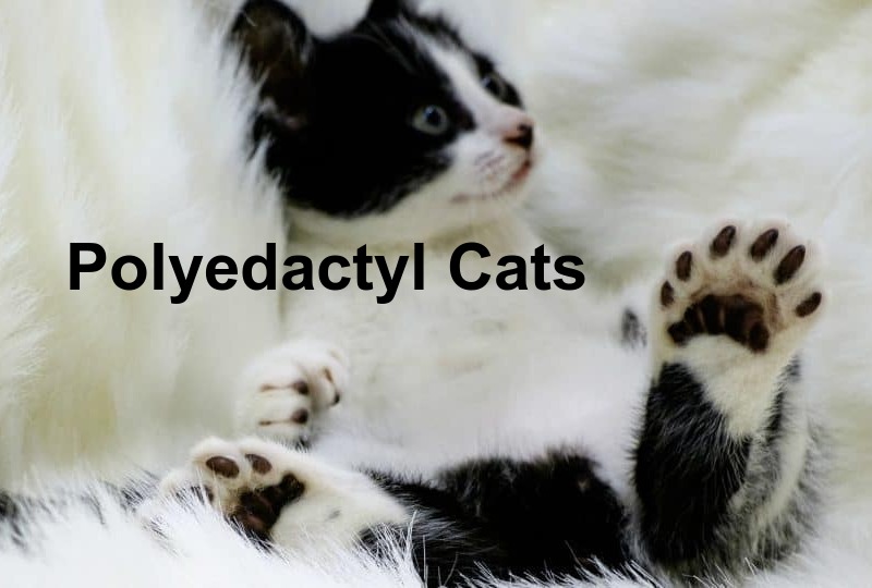 Read more about the article Polyedactyl Cats